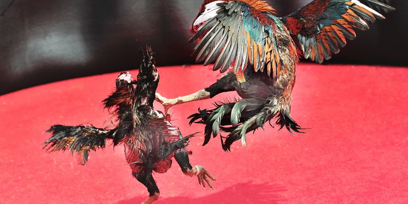 Đá gà Fun88 là gì