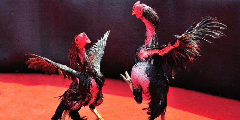 Đá gà Fun88 lời khuyên